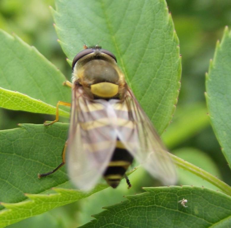 Free stock image of Is it a bee or some insect? created by Janis Urtans