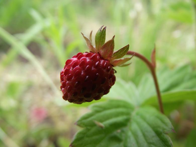 Free stock image of Wild strawberry created by Janis Urtans
