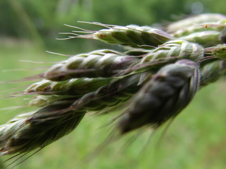 Free stock image of Ear of grain created by Janis Urtans
