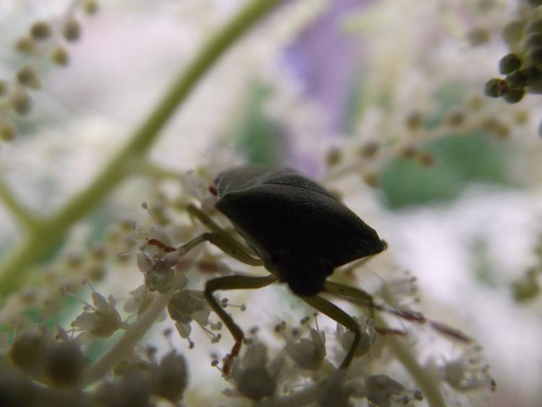 Free stock image of A small crawler between flowers created by Janis Urtans