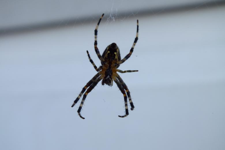 Free stock image of Spider created by Stephan Gerlach