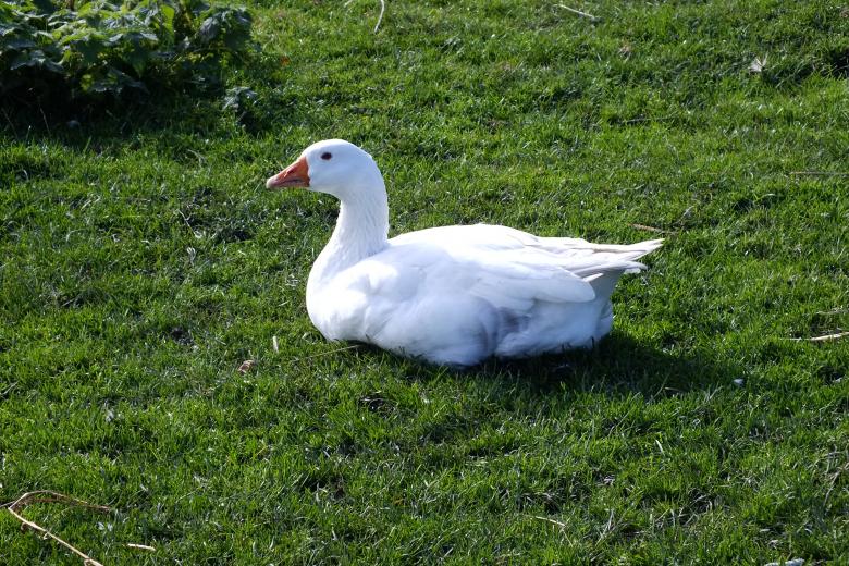 Free stock image of Goose created by Stephan Gerlach