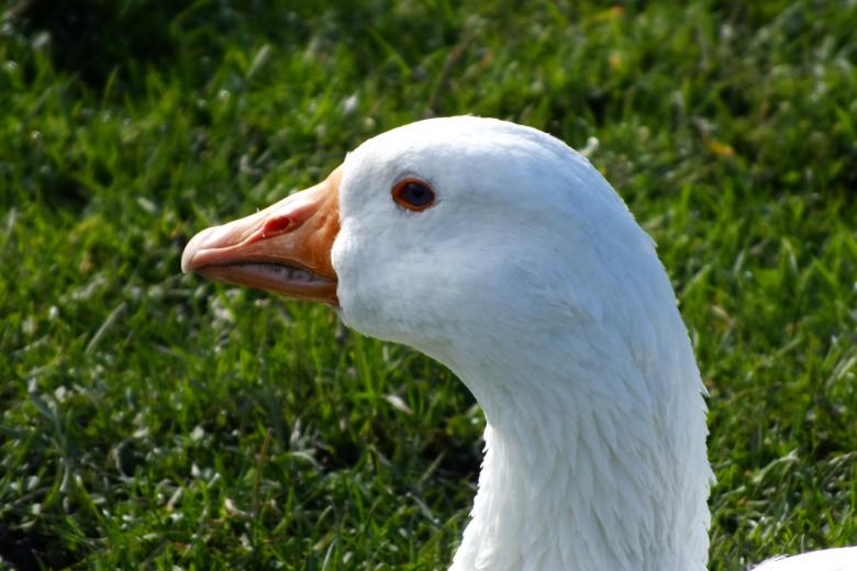 Free stock image of Goose created by Stephan Gerlach