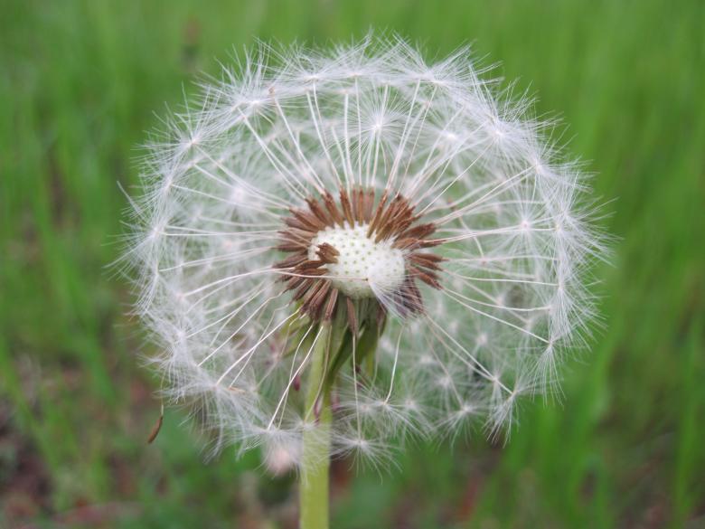 Free stock image of А dandelion flower created by Boris Kyurkchiev