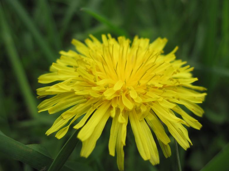 Free stock image of A yellow flower created by Boris Kyurkchiev