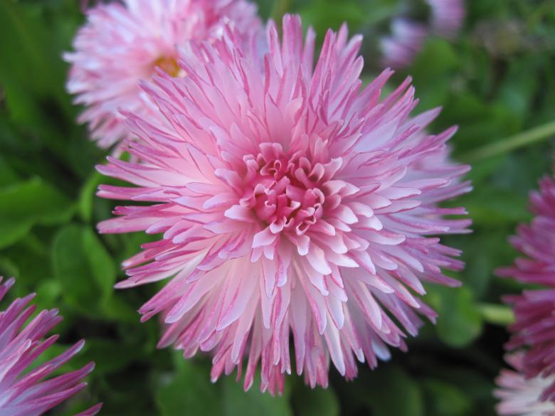 Free stock image of Geogeous pink flowers created by Boris Kyurkchiev