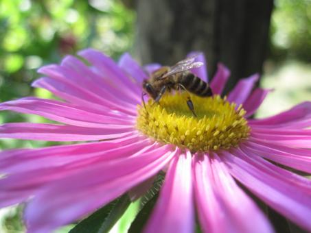 Free Stock Photo of Bee on a beautiful pink flower