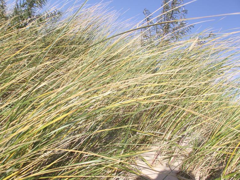 Free stock image of Dune grasses created by Janis Urtans