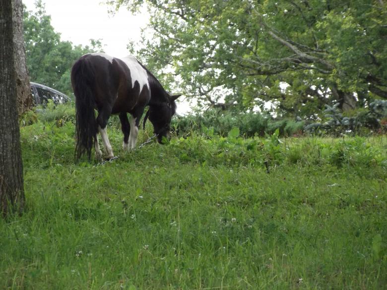 Free stock image of Nah, it is not a wild pony created by Janis Urtans