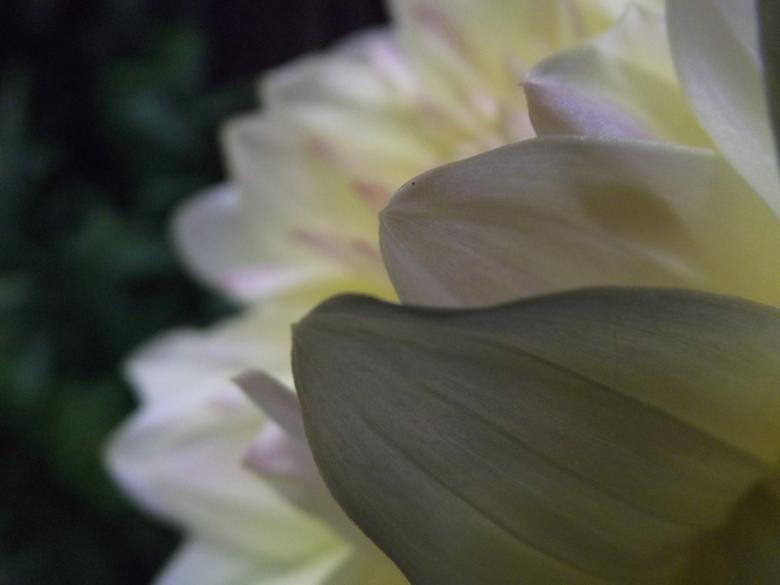 Free stock image of Flower background created by Janis Urtans