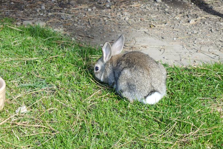 Free stock image of Rabbit created by Stephan Gerlach