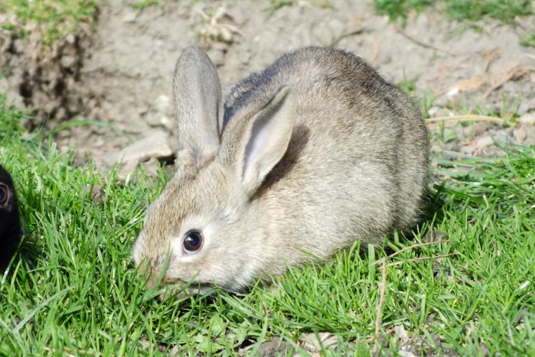 Free stock image of Rabbit created by Stephan Gerlach