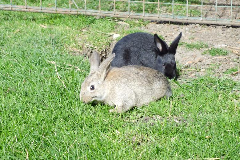 Free stock image of Rabbit created by Stephan Gerlach