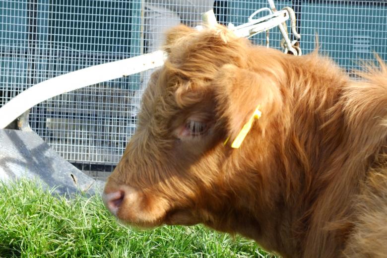 Free stock image of Cow created by Stephan Gerlach