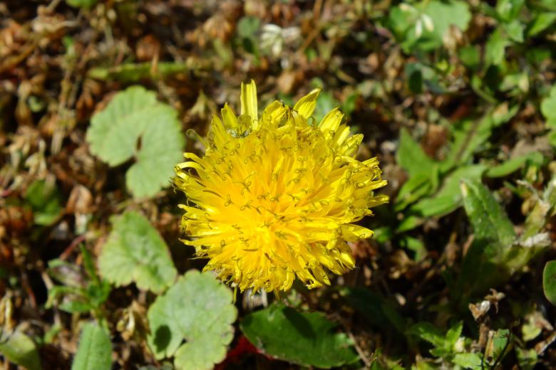 Free stock image of Yellow Flower created by Stephan Gerlach