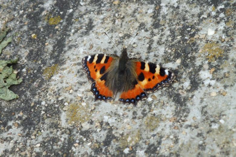 Free stock image of Butterfly created by Stephan Gerlach