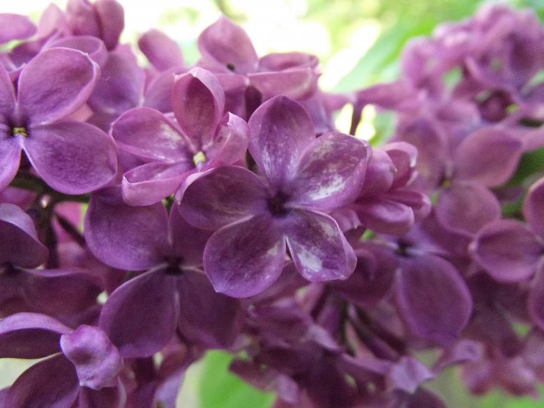 Free stock image of Lucky lilac created by Janis Urtans