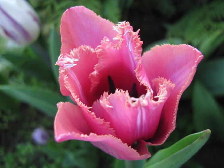 Free stock image of Beautiful pink tulip with curly edges created by Boris Kyurkchiev