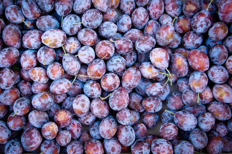 Free stock image of Purple prunes created by Luka