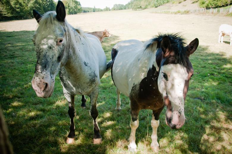 Free stock image of Horses created by Luka