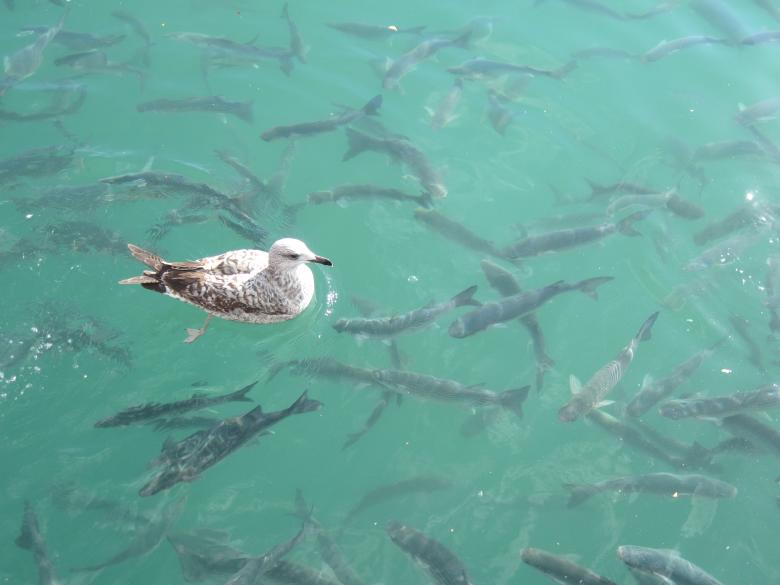 Free stock image of Silver seagull floating over fish created by Boris Kyurkchiev