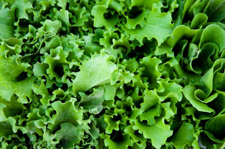 Free stock image of Green salad lettuce created by Luka