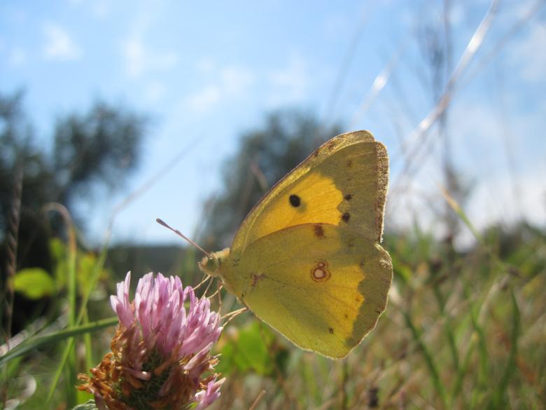 Free stock image of Yellow butterfly on a pink flower created by Boris Kyurkchiev
