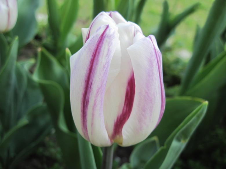 Free stock image of White tulip with purple stripes created by Boris Kyurkchiev