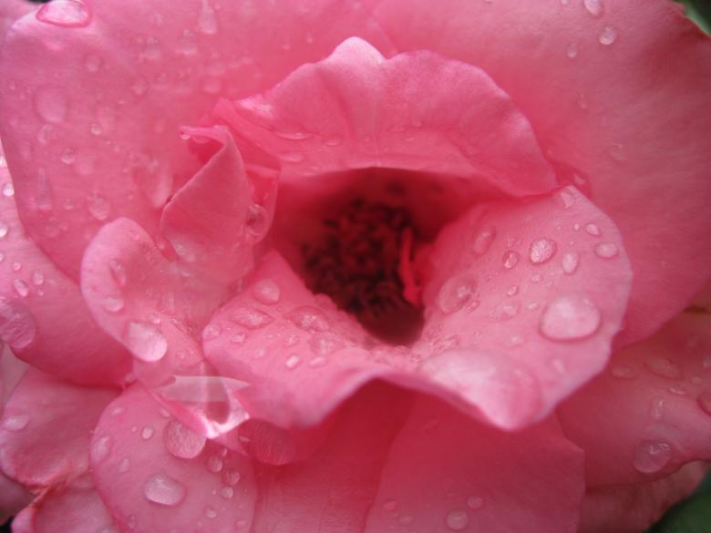 Free stock image of Pink rose with water drops close-up created by Boris Kyurkchiev