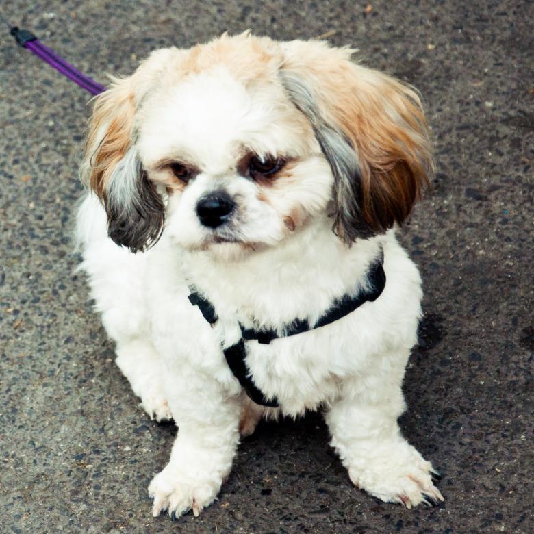 Free stock image of Small maltese dog created by Luka