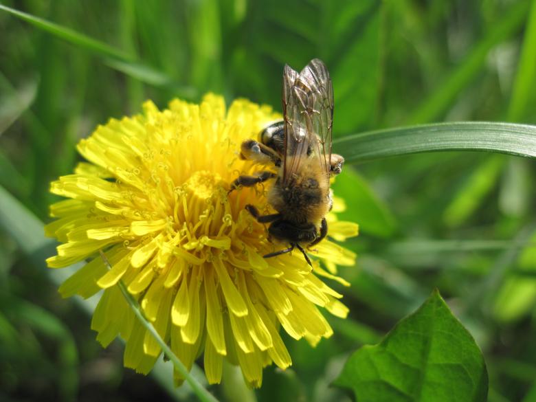 Free stock image of Bee on a yellow flower created by Boris Kyurkchiev
