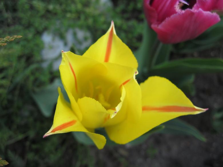 Free stock image of Yellow tulip with red stripes created by Boris Kyurkchiev
