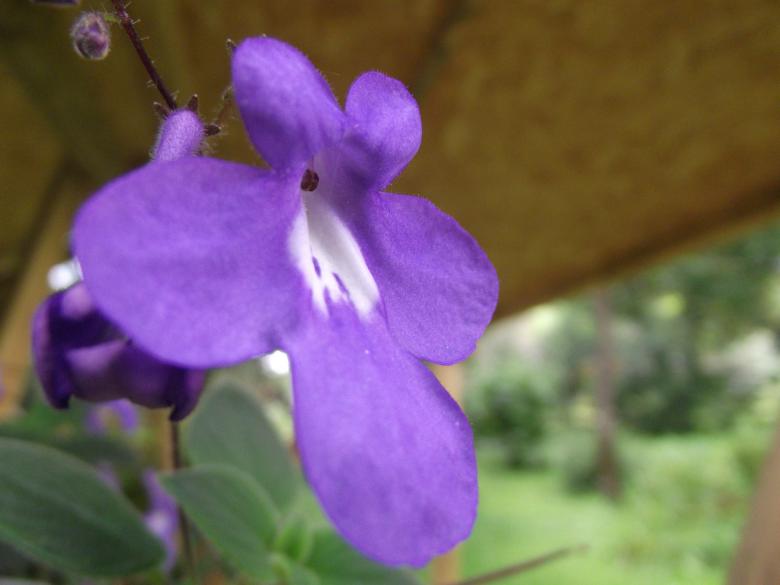 Free stock image of A purple flower created by Janis Urtans