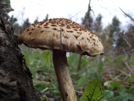 Free Stock Photo of Poisonous mushroom.