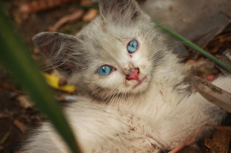 Free stock image of Blue eyes created by Michael Jose Franco Guerrero