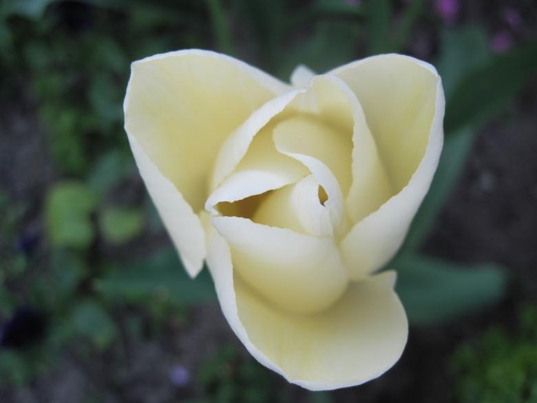 Free stock image of White blossoming tulip created by Boris Kyurkchiev
