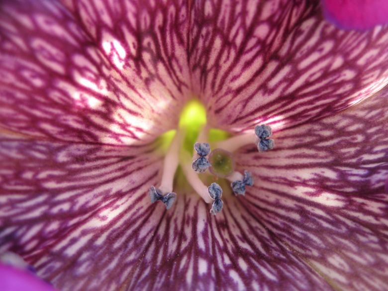 Free stock image of Inside the colors of a flower created by Boris Kyurkchiev