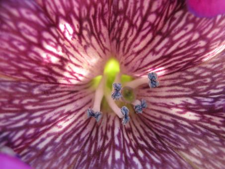 Inside the colors of a flower - Free Stock Photo