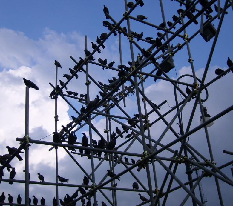 Free stock image of Birds created by Ugo Cammarota