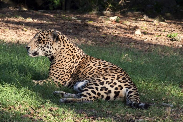 Free stock image of Panther created by Geoffrey Whiteway