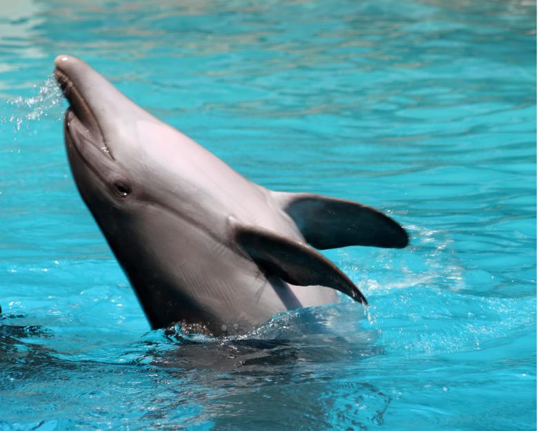 Free stock image of Dolphin created by Geoffrey Whiteway