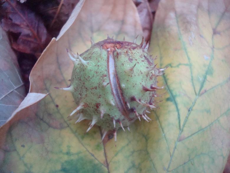 Free stock image of Chestnut on fallen autumn leaves created by Boris Kyurkchiev