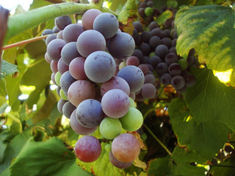 Free stock image of Grape vine with fruits created by Boris Kyurkchiev