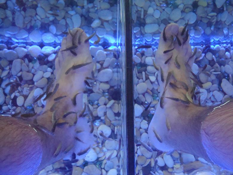 Free stock image of Garra rufa fish SPA therapy created by Boris Kyurkchiev