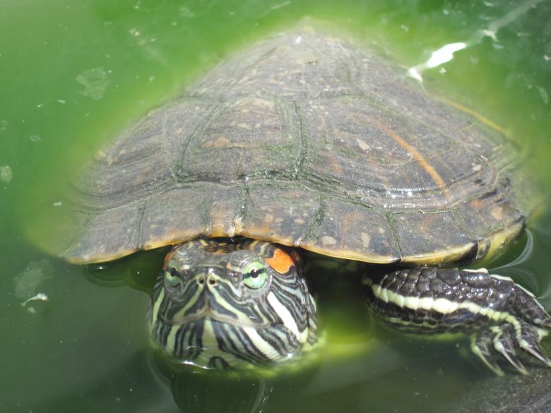Free stock image of Turtle pet close-up created by Boris Kyurkchiev