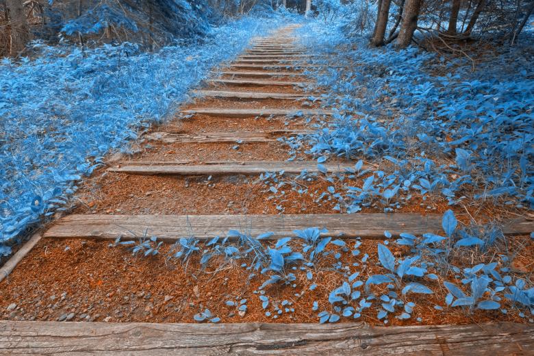Free stock image of Blue Forest Trail - HDR created by Nicolas Raymond