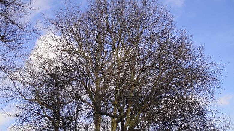 Free stock image of Leafless Tree created by Mark Zang