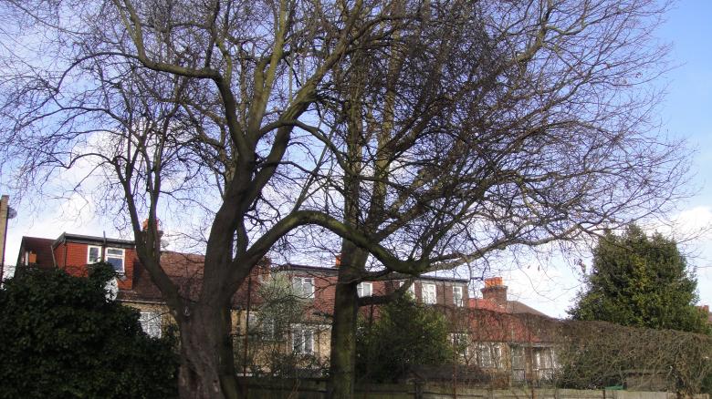 Free stock image of Leafless Trees 2 created by Mark Zang