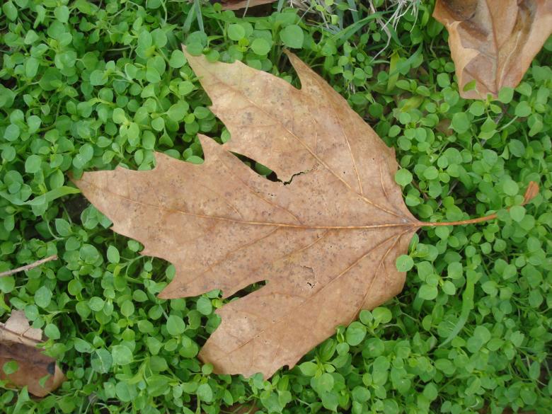Free stock image of Autumn leaves on a green grass created by Boris Kyurkchiev