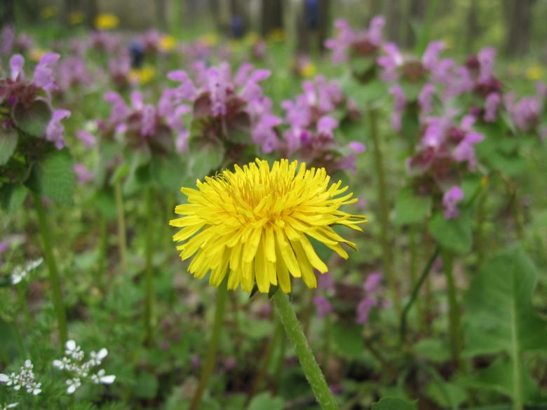 Free stock image of Yellow flower in the garden created by Boris Kyurkchiev